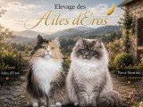 Deux chatons Sibériens mâles blue tabby et blanc d'avril 2026 à réserver LOOF