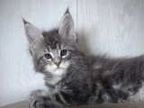 3 chatons Maine Coon LOOF nés en janvier 2026 à vendre