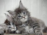 3 chatons Maine Coon LOOF nés en janvier 2026 à vendre
