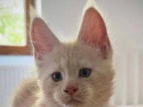 3 chatons Maine Coon LOOF nés en janvier 2026 à vendre