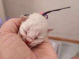 3 chatons mâles Sibériens LOOF blue tabby point nés mai 2026 à réserver