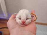 3 chatons mâles Sibériens LOOF blue tabby point nés mai 2026 à réserver