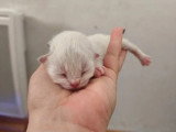 3 chatons mâles Sibériens LOOF blue tabby point nés mai 2026 à réserver