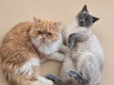 Chatons British Shorthair et Longhair à vendre