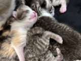 Chatons British Shorthair et Longhair à vendre