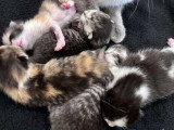 Chatons British Shorthair et Longhair à vendre