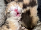 Chatons British Shorthair et Longhair à vendre