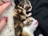 Chatons British Shorthair et Longhair à vendre