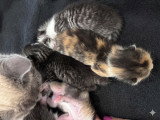 Chatons British Shorthair et Longhair à vendre