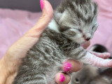 Chatons British Shorthair et Longhair à vendre
