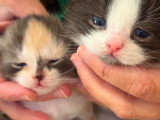 Chatons British Shorthair et Longhair à vendre