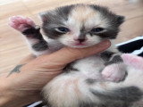 Chatons British Shorthair et Longhair à vendre