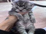 Chatons British Shorthair et Longhair à vendre