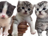 Chatons British Shorthair et Longhair à vendre