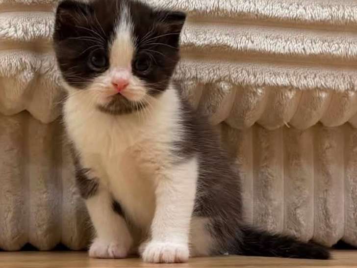 Chaton British Shorthair