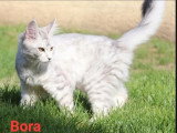 Deux chatons femelles Maine Coon LOOF de février 2026 à vendre