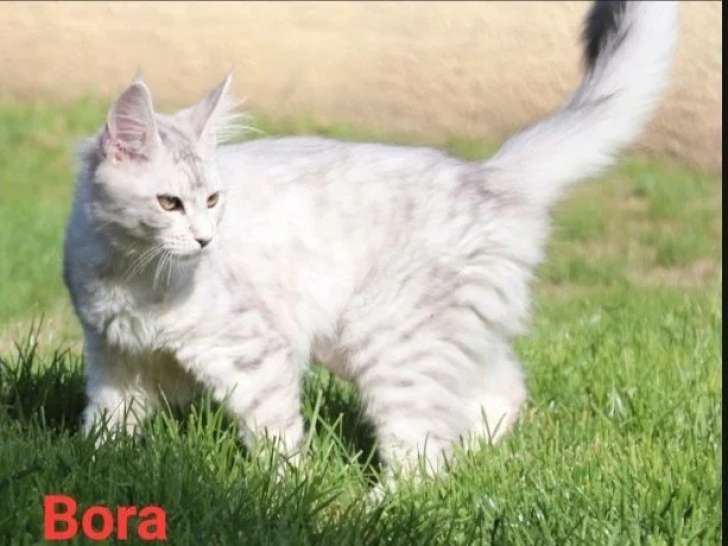 Deux chatons femelles Maine Coon LOOF de février 2026 à vendre