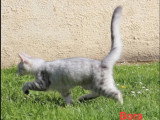 Deux chatons femelles Maine Coon LOOF de février 2026 à vendre