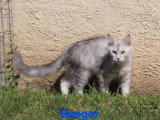 Deux chatons femelles Maine Coon LOOF de février 2026 à vendre