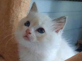 2 chatons Ragdoll femelles bleu bicolore à vendre LOOF nés en mars 2026