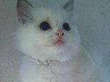 2 chatons Ragdoll femelles bleu bicolore à vendre LOOF nés en mars 2026