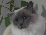 2 chatons Ragdoll femelles bleu bicolore à vendre LOOF nés en mars 2026