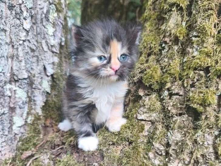 5 chatons Sibériens LOOF à réserver nés en avril 2026