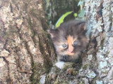 5 chatons Sibériens LOOF à réserver nés en avril 2026