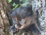 5 chatons Sibériens LOOF à réserver nés en avril 2026