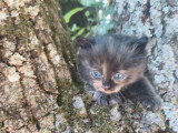 5 chatons Sibériens LOOF à réserver nés en avril 2026