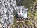 5 chatons Sibériens LOOF à réserver nés en avril 2026