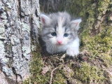 5 chatons Sibériens LOOF à réserver nés en avril 2026