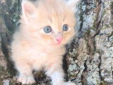 5 chatons Sibériens LOOF à réserver nés en avril 2026