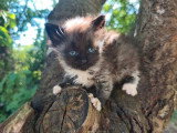 Chaton Sibérien d'avril 2026 mâle black smoke et blanc LOOF à réserver