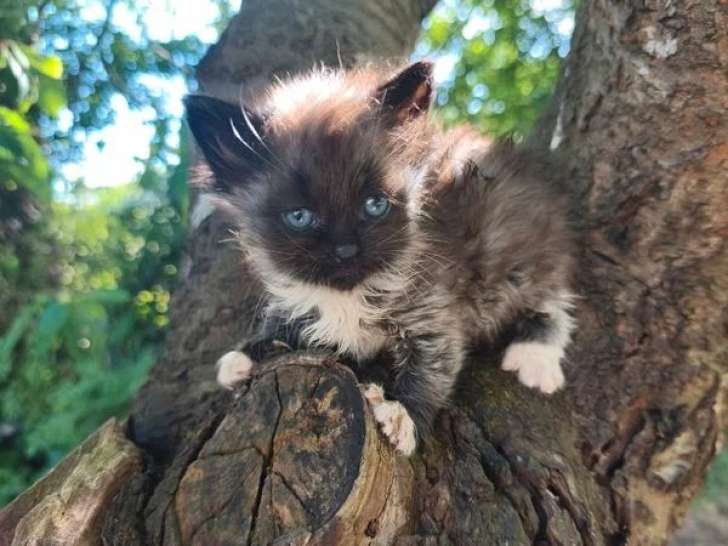 Chaton Sibérien d'avril 2026 mâle black smoke et blanc LOOF à réserver