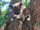 Chaton Sibérien d'avril 2026 mâle black smoke et blanc LOOF à réserver