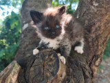 Chaton Sibérien d'avril 2026 mâle black smoke et blanc LOOF à réserver