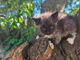 Chaton Sibérien d'avril 2026 mâle black smoke et blanc LOOF à réserver