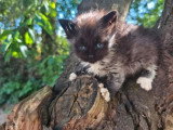 Chaton Sibérien d'avril 2026 mâle black smoke et blanc LOOF à réserver