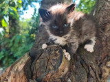 Chaton Sibérien d'avril 2026 mâle black smoke et blanc LOOF à réserver