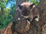 Chaton Sibérien d'avril 2026 mâle black smoke et blanc LOOF à réserver