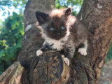 Chaton Sibérien d'avril 2026 mâle black smoke et blanc LOOF à réserver