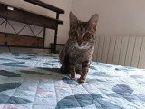 Chaton femelle Savannah LOOF d'août 2025 en vente