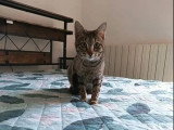Chaton femelle Savannah LOOF d'août 2025 en vente