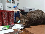 Chaton femelle Savannah LOOF d'août 2025 en vente