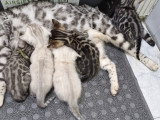 Chatons Bengal silver et snow Lynx a vendre