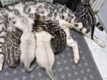 Dernier deux chaton disponible pour rezerve snow Lynx et silver  deux femelle ‼️‼️‼️‼️‼️‼️‼️‼️