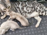 Chatons Bengal silver et snow Lynx a vendre