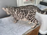 Chatons Bengal silver et snow Lynx a vendre