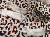 Chatons Bengal silver et snow Lynx a vendre